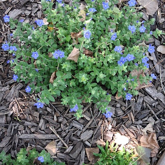 Photo of the plant species Bird's-Eye Speedwell by @ZealfulDyebush named Ulysses S Plant on Greg, the plant care app