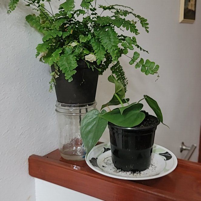 Photo of the plant species Northern Maidenhair Fern by @SaluteJicaro11 named Fernie Mercury on Greg, the plant care app