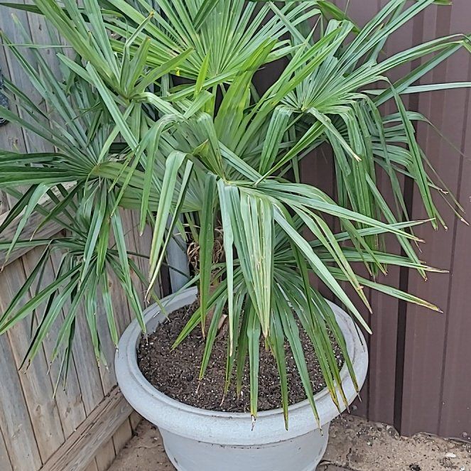 Photo of the plant species Chinese Windmill Palm by @SaluteJicaro11 named Sonora on Greg, the plant care app