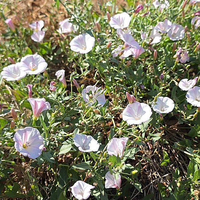 Photo of the plant species Corn Bind by @GemTipa55 named da Vinci on Greg, the plant care app