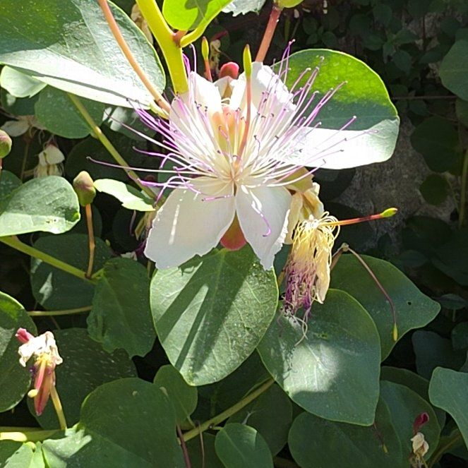 Photo of the plant species Caper Bush by @GemTipa55 named Lavender on Greg, the plant care app