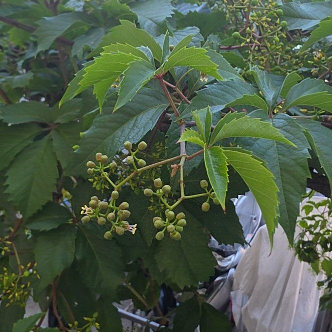 Photo of the plant species Virginia Creeper by @GemTipa55 named Gaga on Greg, the plant care app
