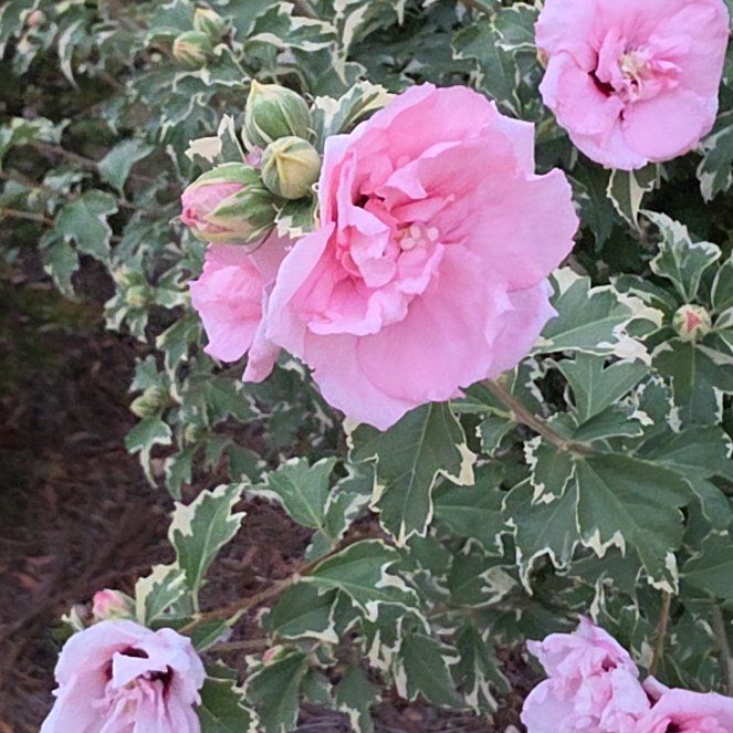 Photo of the plant species Korean Hibiscus by @GemTipa55 named Taylor Swift on Greg, the plant care app