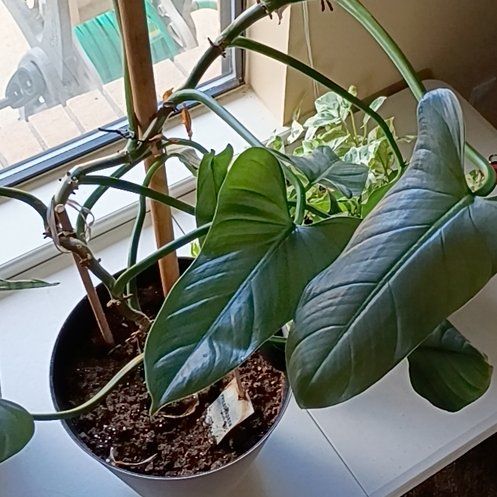 Photo of the plant species Silver Sword Philodendron by @BestRedrose22 named Phil on Greg, the plant care app