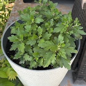 Photo of the plant species Mugwort by @MerryCyclamen8 named Girlfrond on Greg, the plant care app