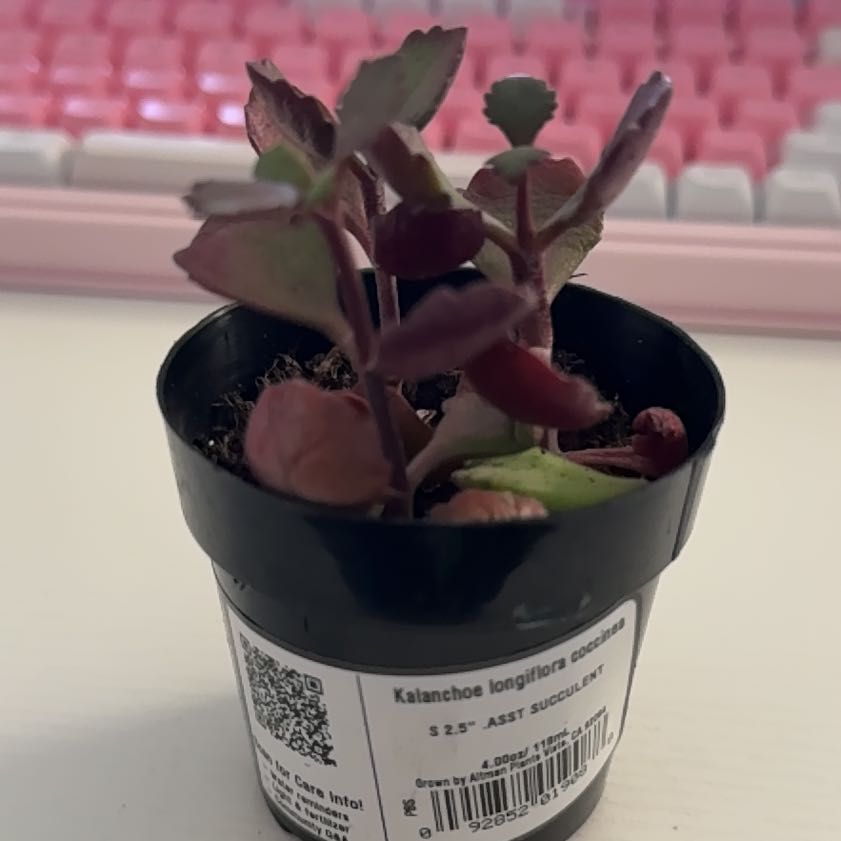 Photo of the plant species Kalanchoe longiflora var. coccinea by @BusyKeylime46 named Miley on Greg, the plant care app