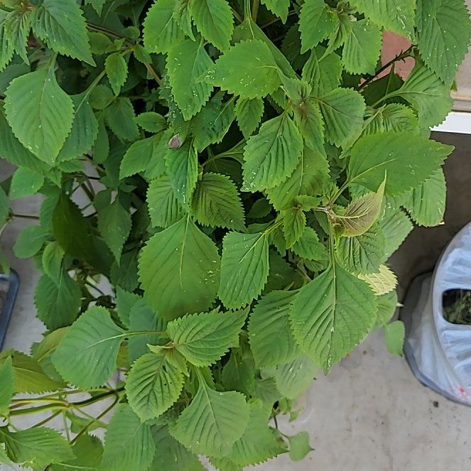 Photo of the plant species Crested Late Summer Mint by @PrimeMarshfern1 named Sherlock on Greg, the plant care app