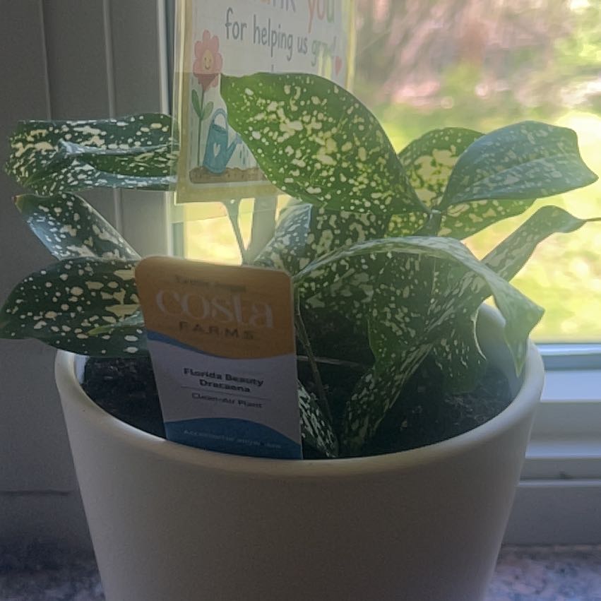 Photo of the plant species Dracaena 'Florida Beauty' by @ValidChilli98 named Willow on Greg, the plant care app
