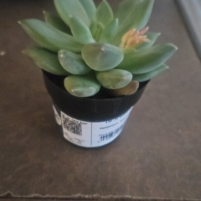 Photo of the plant species Pachyphytum aquamarine? by @YesIvy57 named Walt on Greg, the plant care app