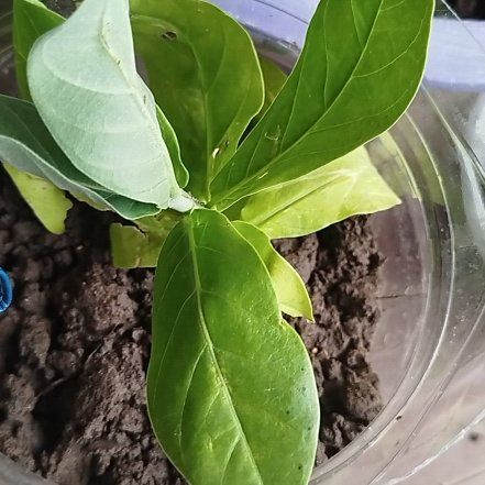 Photo of the plant species Sodom Apple by @BrightPlain34 named Wagashi on Greg, the plant care app