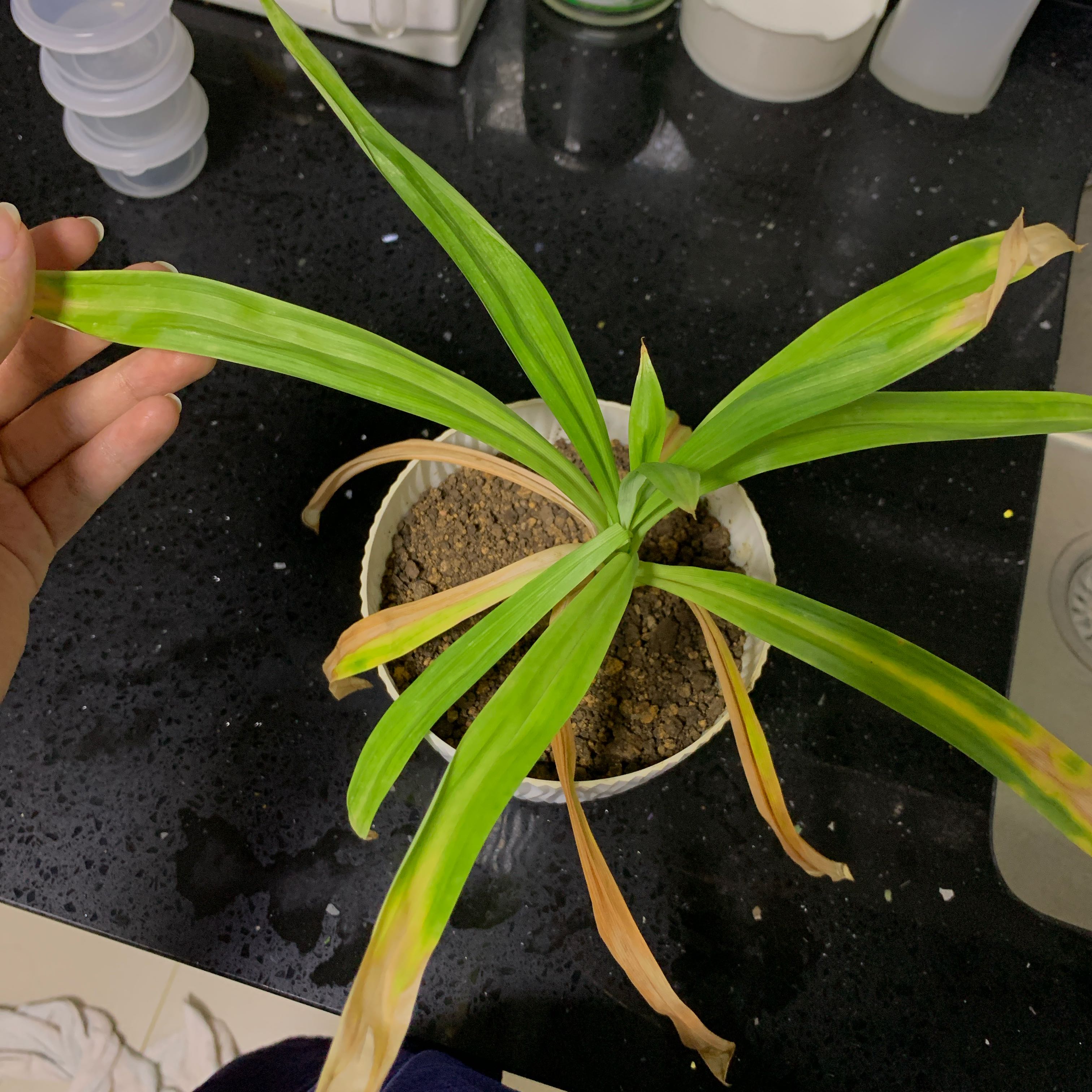 Photo of the plant species Pandan by @VitalMexico53 named Hamilton on Greg, the plant care app