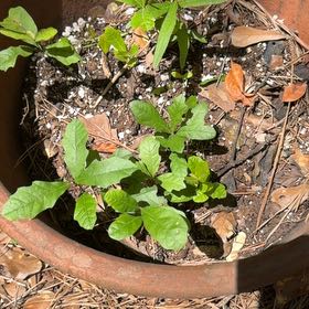 Photo of the plant species English Oak by @RadLovevine28 named Bigleef Smalls on Greg, the plant care app