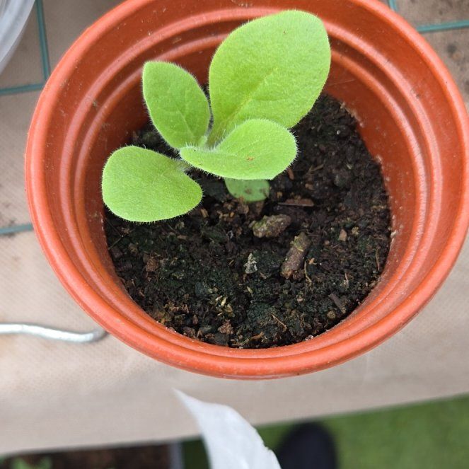 Photo of the plant species Mullein by @BelovedTipa37 named Aria on Greg, the plant care app