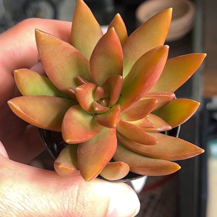 Photo of the plant species Sedum Adolphi Sunset by @MarkZucculent named Kass on Greg, the plant care app