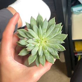 Photo of the plant species Sedeveria 'Fanfare' by @MarkZucculent named Revali on Greg, the plant care app