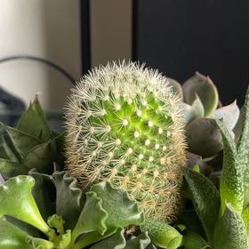 Photo of the plant species Spiny Pincushion Cactus by @MarkZucculent named Great Deku Tree on Greg, the plant care app