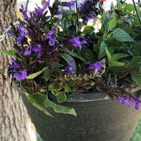 Photo of the plant species Anise-Scented Sage by @WelsomeAlmond59 named Khaleesi on Greg, the plant care app
