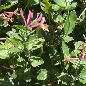 Photo of the plant species Coral Honeysuckle by @WelsomeAlmond59 named Bruce Lee on Greg, the plant care app