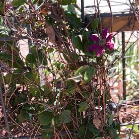 Photo of the plant species Orchid Tree by @WelsomeAlmond59 named Michelle Branch on Greg, the plant care app
