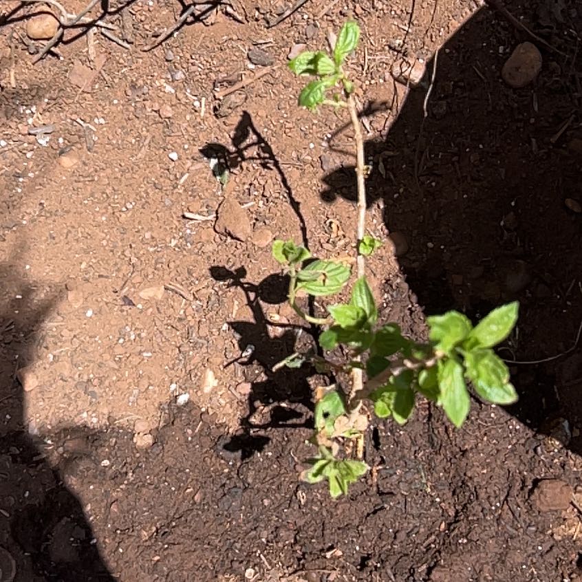 Photo of the plant species Spreading Pellitory by @WelsomeAlmond59 named Keanu Leaves on Greg, the plant care app