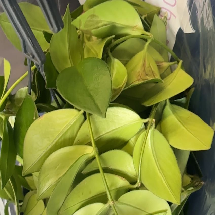 Photo of the plant species Lipstick Plant by @TryBagpod90 named Mollie on Greg, the plant care app