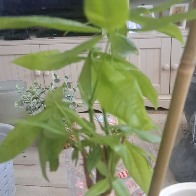Photo of the plant species Wild Passionfruit by @ProPlanty56 named Lola on Greg, the plant care app