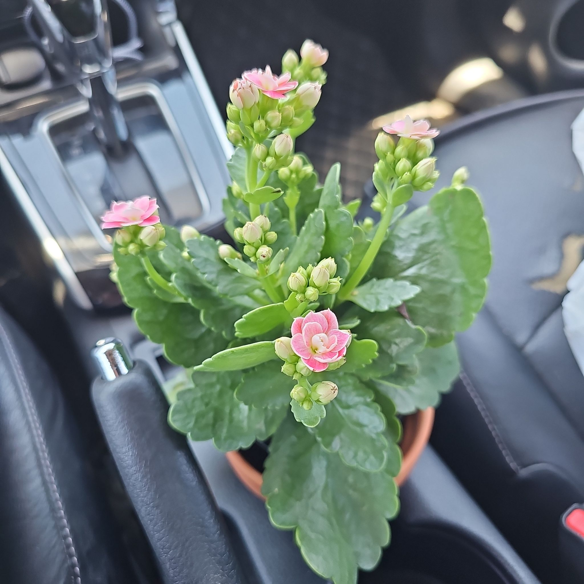 Photo of the plant species Calandiva Orange Florist Kolanchoe by @HopefulBaibua named Drake on Greg, the plant care app