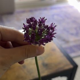 Photo of the plant species Elephant Garlic by @BabyPokaka26 named Sir Plancelot on Greg, the plant care app
