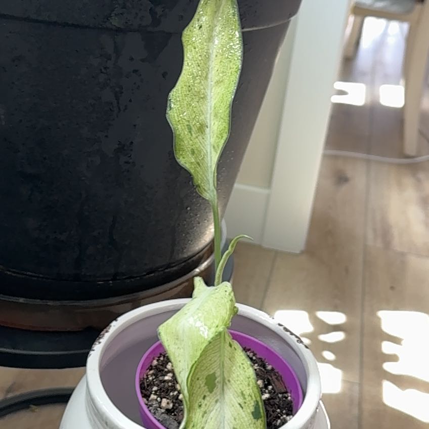 Photo of the plant species Camo Dumb Cane by @FunKalopanax76 named Camo on Greg, the plant care app