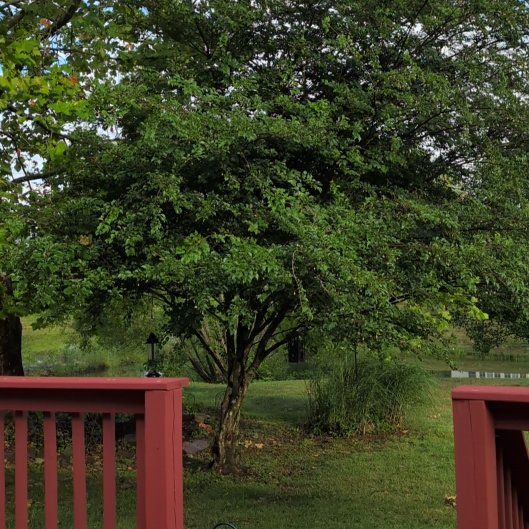 Photo of the plant species Texas Ebony by @NewTamarind2 named Bigleef Smalls on Greg, the plant care app