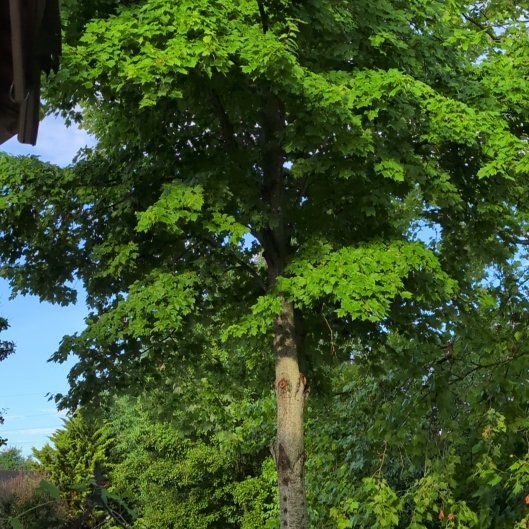 Photo of the plant species Sugar Maple by @NewTamarind2 named Sonora on Greg, the plant care app