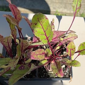 Photo of the plant species Common Beet by @DearCarrottop24 named Shakira on Greg, the plant care app