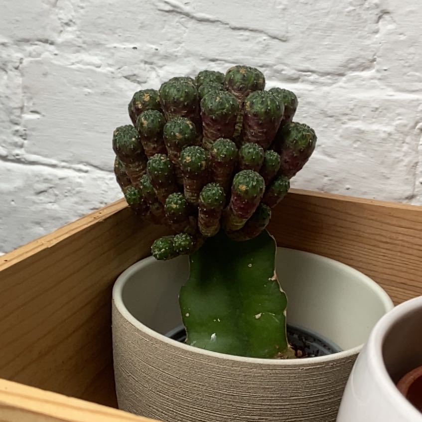 Photo of the plant species Grafted Cactus by @UberBloodroot35 named Drake on Greg, the plant care app