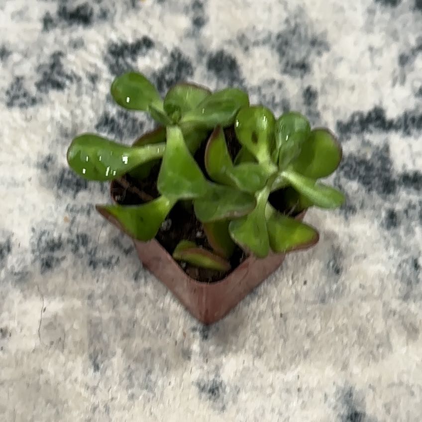 Photo of the plant species Tree Stonecrop by @ExaltedNoni39 named Kendall on Greg, the plant care app
