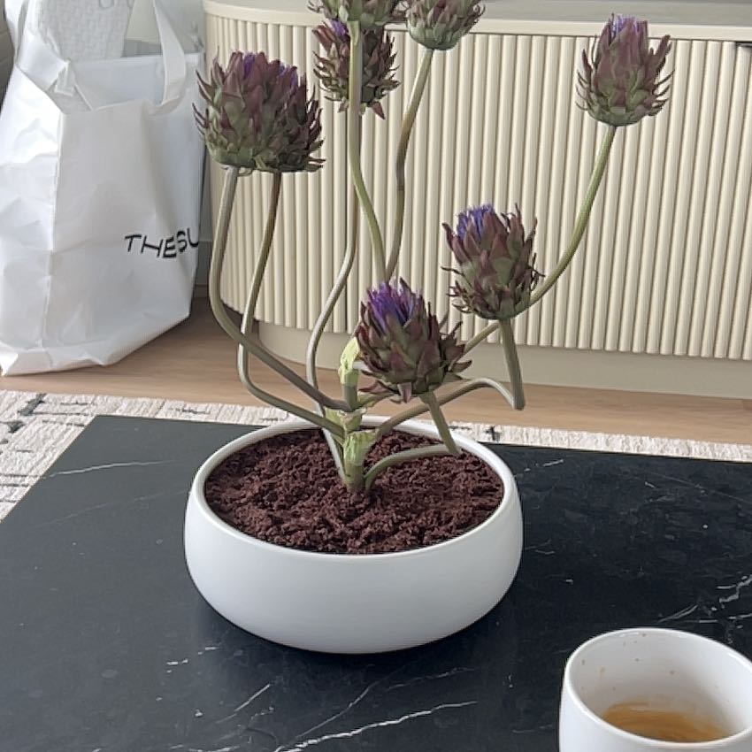 Photo of the plant species Cardoon by @QuotablePetunia named Gates on Greg, the plant care app