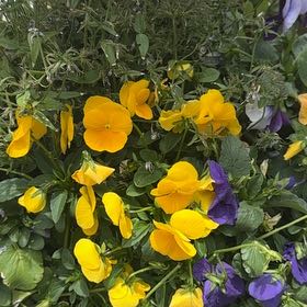 Photo of the plant species Wild Pansy by @AgileEllisia19 named Mollie on Greg, the plant care app