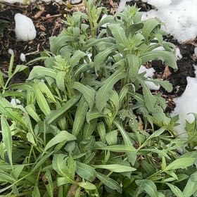 Photo of the plant species Seaside Goldenrod by @AgileEllisia19 named Apollo on Greg, the plant care app