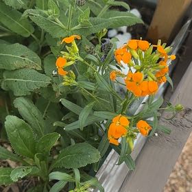 Photo of the plant species Sweetscented Marigold by @AgileEllisia19 named Beckham on Greg, the plant care app