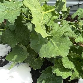 Photo of the plant species Hollyhock by @AgileEllisia19 named Kobe on Greg, the plant care app