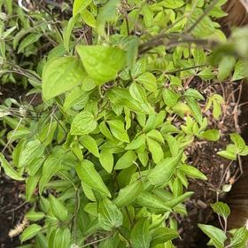 Photo of the plant species Evergreen Clematis by @AgileEllisia19 named Miley on Greg, the plant care app