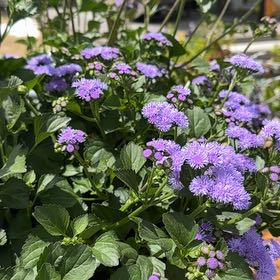 Photo of the plant species Blue Mistflower by @AgileEllisia19 named Aristotle on Greg, the plant care app