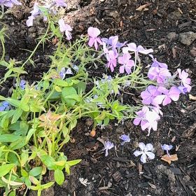Photo of the plant species Wild Blue Phlox by @AgileEllisia19 named Emerson on Greg, the plant care app