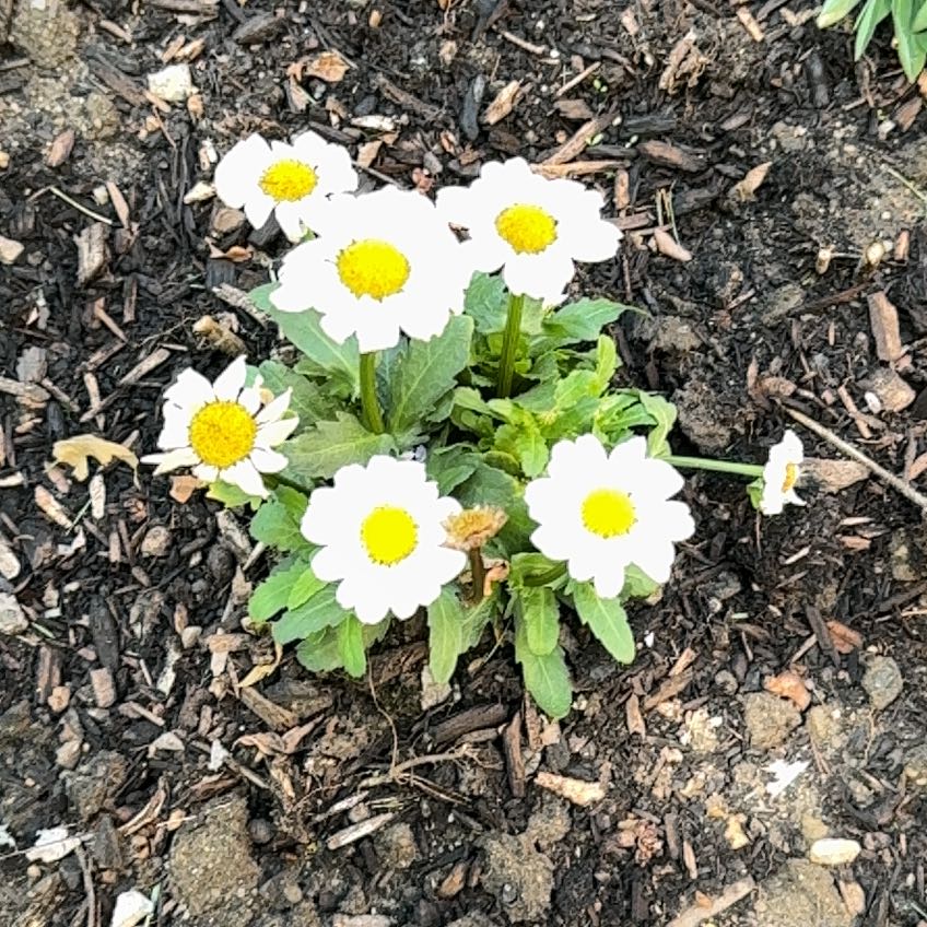 Photo of the plant species Feverfew by @AgileEllisia19 named Remington on Greg, the plant care app