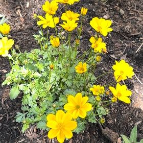 Photo of the plant species Sulphur Cosmos by @AgileEllisia19 named Darwin on Greg, the plant care app