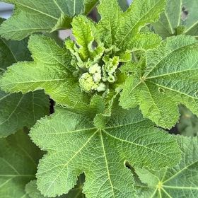 Photo of the plant species Hollyhock by @AgileEllisia19 named Clooney on Greg, the plant care app