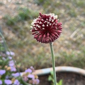 Photo of the plant species Elephant Garlic by @AgileEllisia19 named Willow on Greg, the plant care app