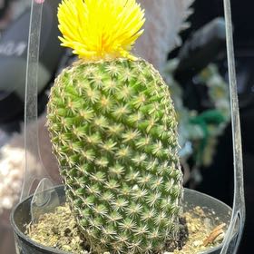 Photo of the plant species Coryphantha erecta by @SportyJubaea46 named Osmo on Greg, the plant care app