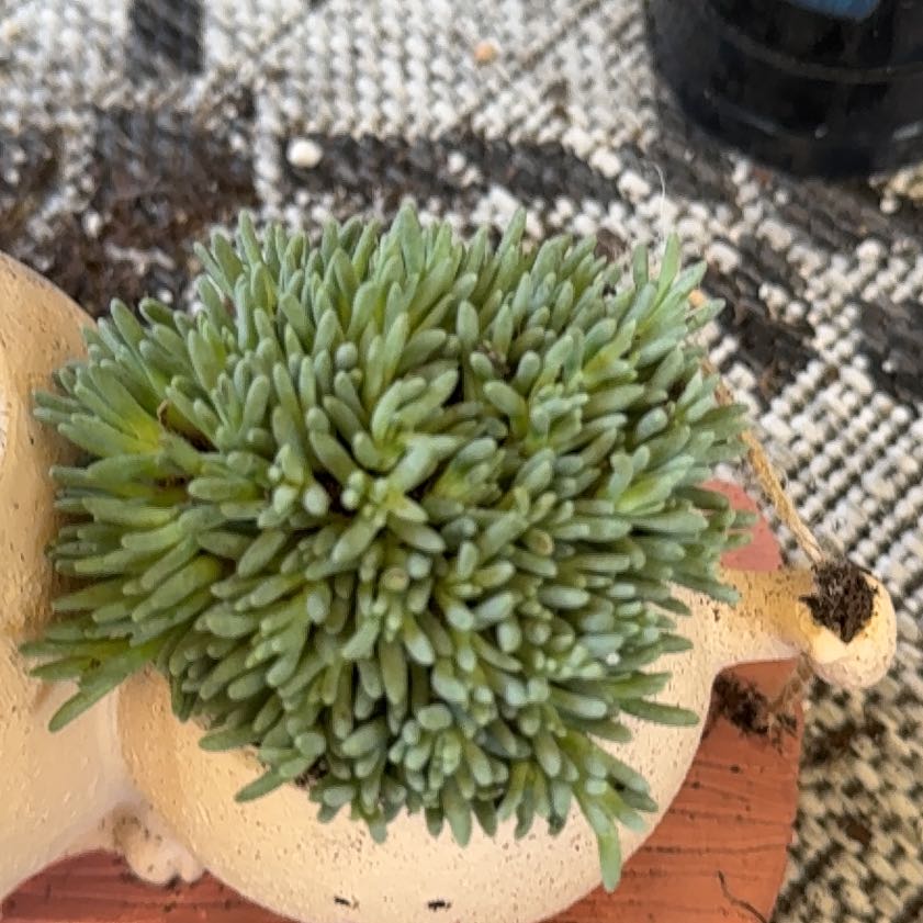 Photo of the plant species Tufted Ice Plant by @LuxuryWorm78 named Stella on Greg, the plant care app