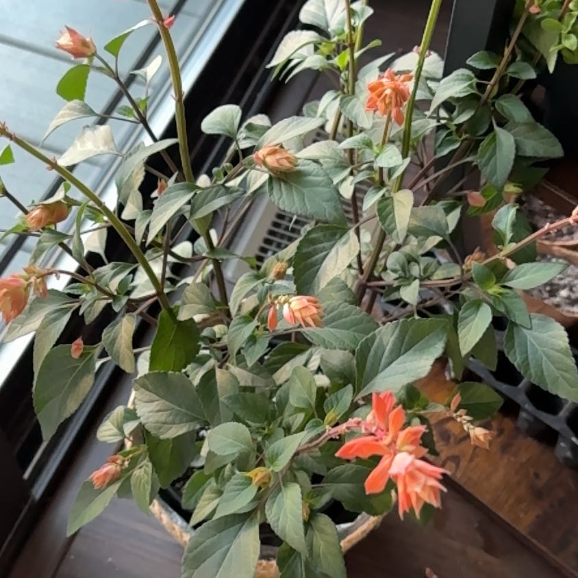Photo of the plant species Scarlet Sage by @LilCbean named Orwell on Greg, the plant care app