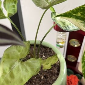 Photo of the plant species Synogium by @LilCbean named Anne on Greg, the plant care app